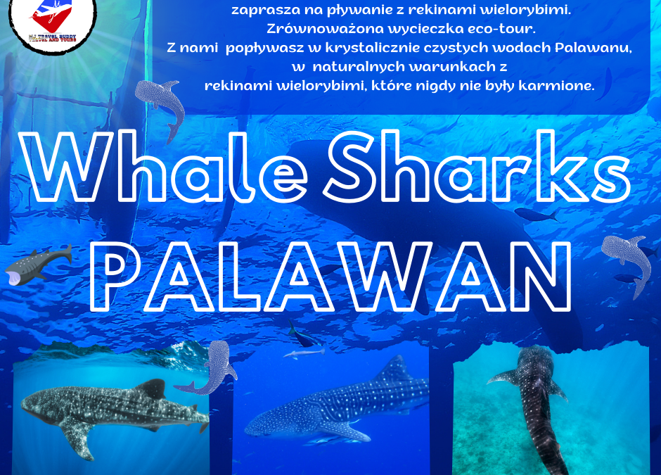 Whale Sharks Watching